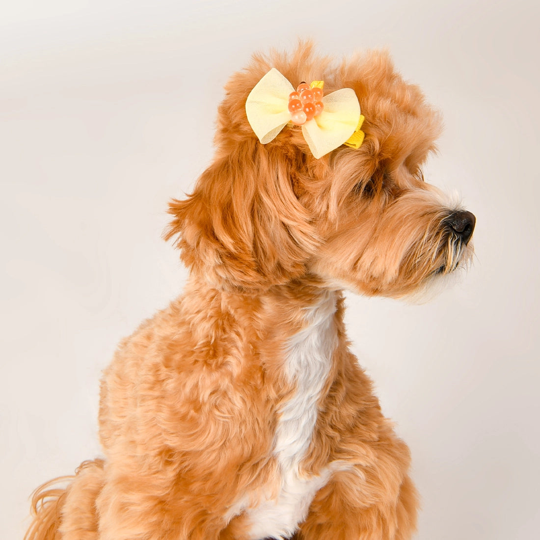 Hair Pin for Dogs
