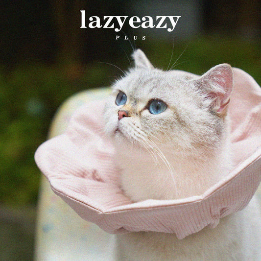 Cat wearing a pink flower-shaped recovery cone.