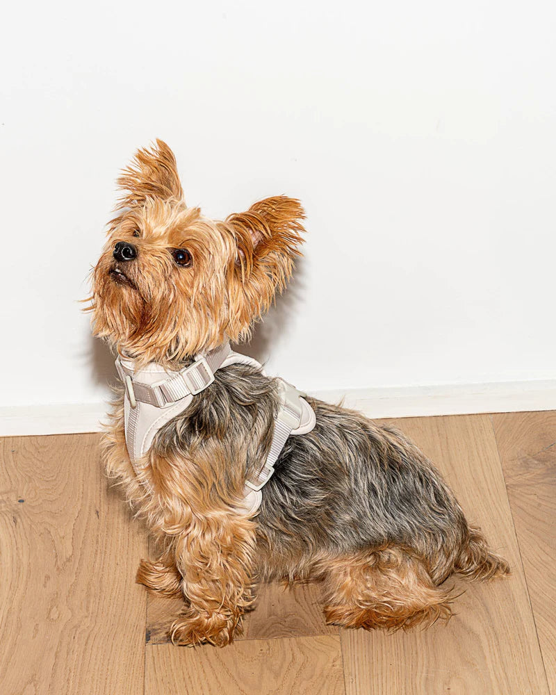 Harness - Gray