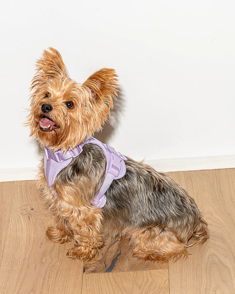 Harness - Lilac