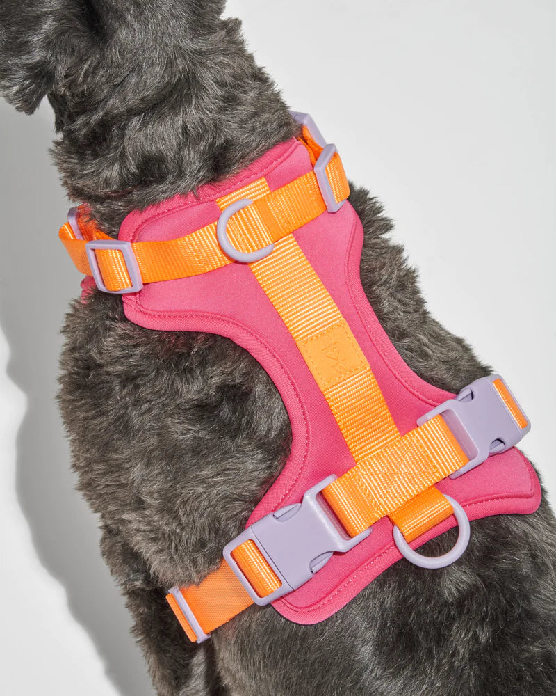 Harness - Cosmopolitan Pink