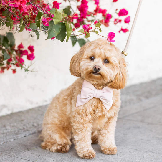 Blush Pink Velvet Lady Bow