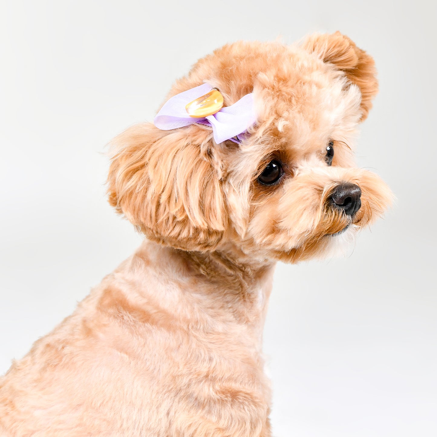 Hair Pin for Dogs