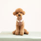 Red poodle dog model sitting wearing a checked step-in dog harness with decorative collar
