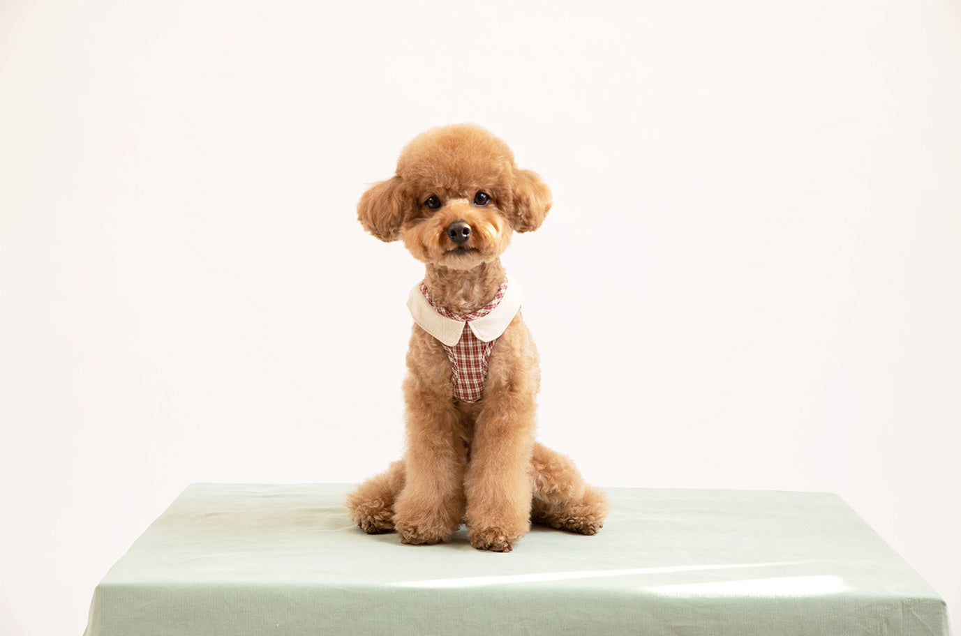 Red poodle dog model sitting wearing a checked step-in dog harness with decorative collar