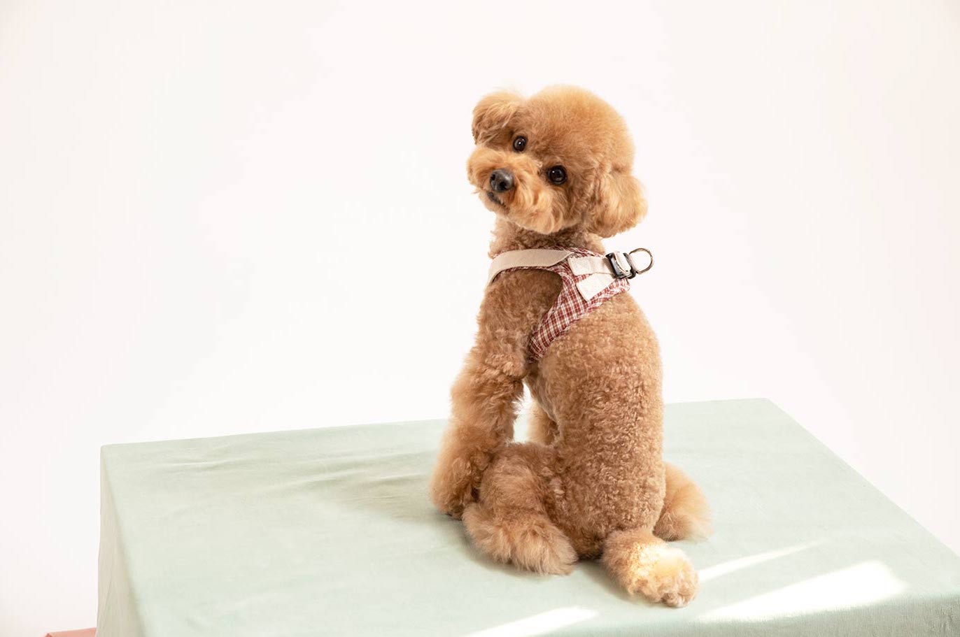 Red poodle dog model sitting wearing a checked step-in dog harness with decorative collar back view