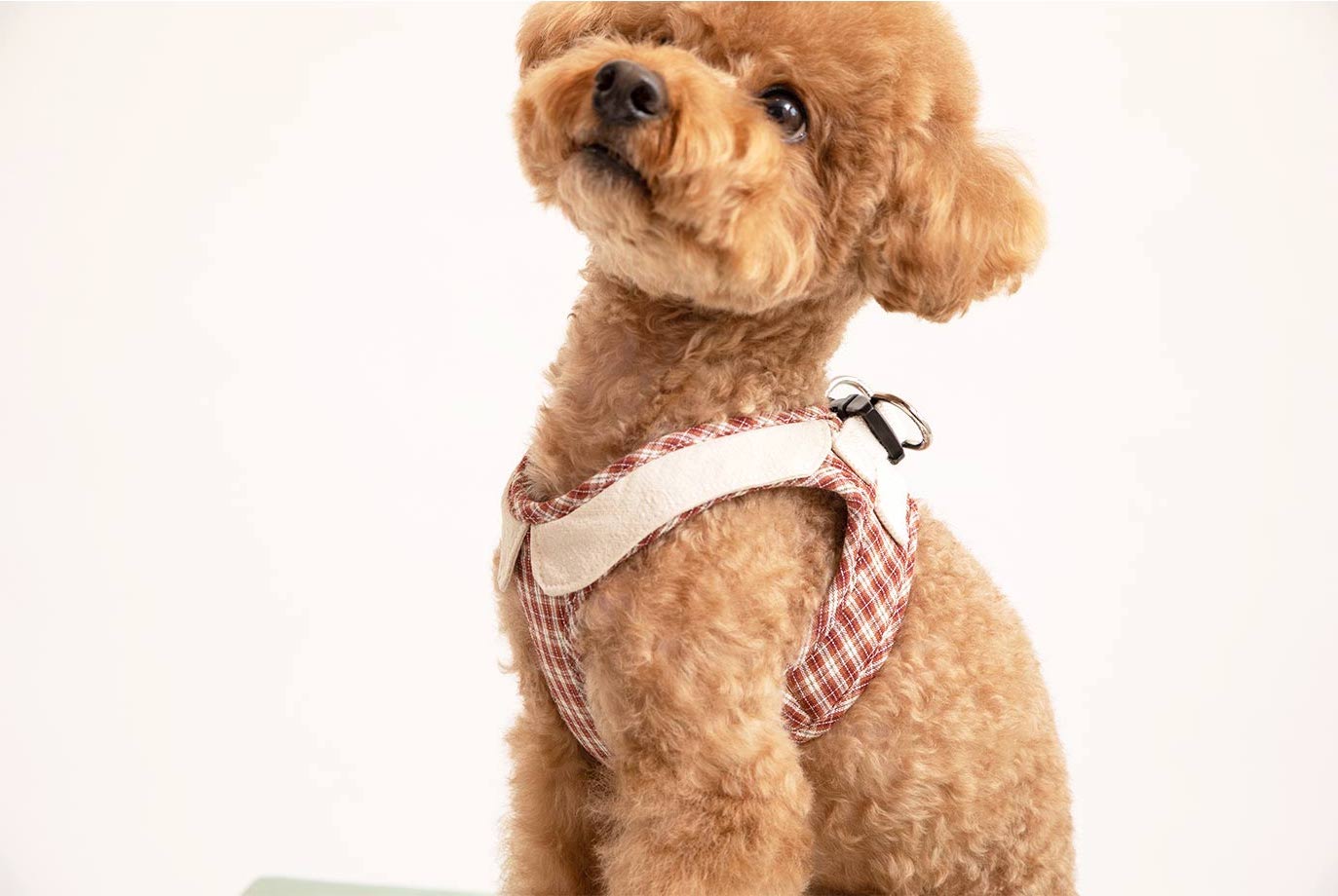 Red poodle dog model sitting wearing a checked step-in dog harness with decorative collar side view