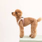 Red poodle dog model standing wearing a checked step-in dog harness with decorative collar side view