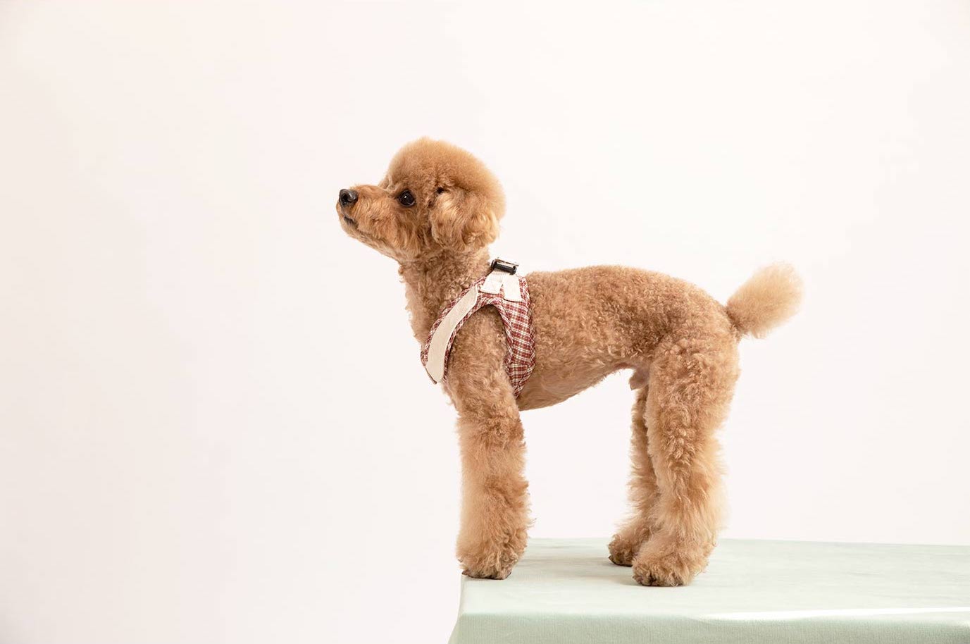 Red poodle dog model standing wearing a checked step-in dog harness with decorative collar side view