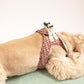 Cream cocker spaniel dog model laying down on stomach wearing a checked step-in dog harness with decorative collar back view