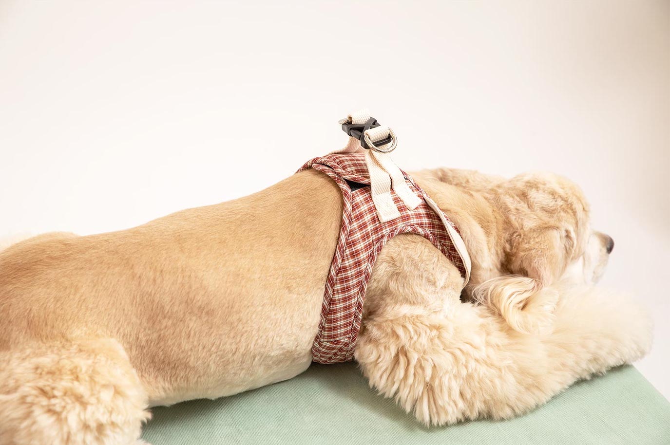 Cream cocker spaniel dog model laying down on stomach wearing a checked step-in dog harness with decorative collar back view