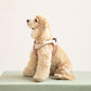 Cream cocker spaniel dog model sitting wearing a checked step-in dog harness with decorative collar side view