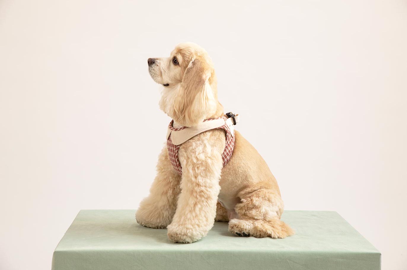 Cream cocker spaniel dog model sitting wearing a checked step-in dog harness with decorative collar side view