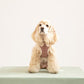 Cream cocker spaniel dog model sitting wearing a checked step-in dog harness with decorative collar front view