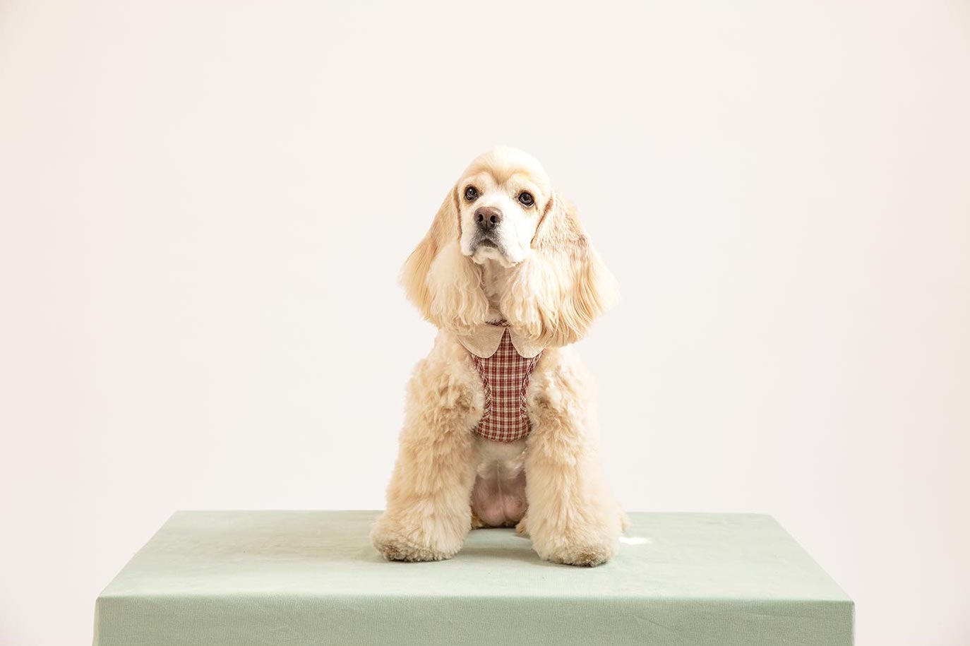 Cream cocker spaniel dog model sitting wearing a checked step-in dog harness with decorative collar front view