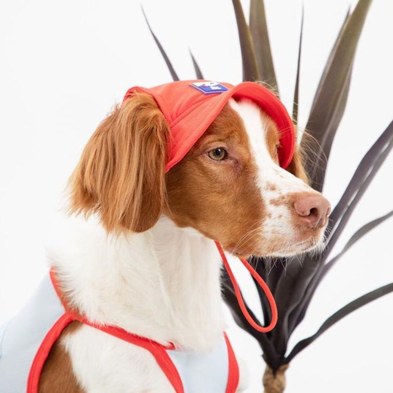 Dog wearing a cooling bucket hat.