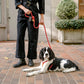 A dog wearing the all-in-one dog harness by Boo Oh in red