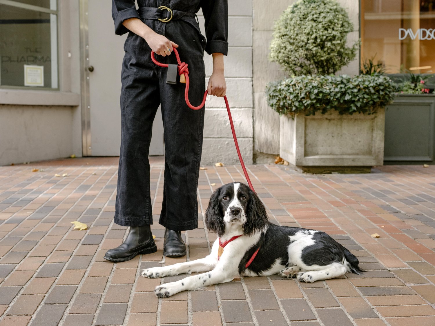 A dog wearing the all-in-one dog harness by Boo Oh in red