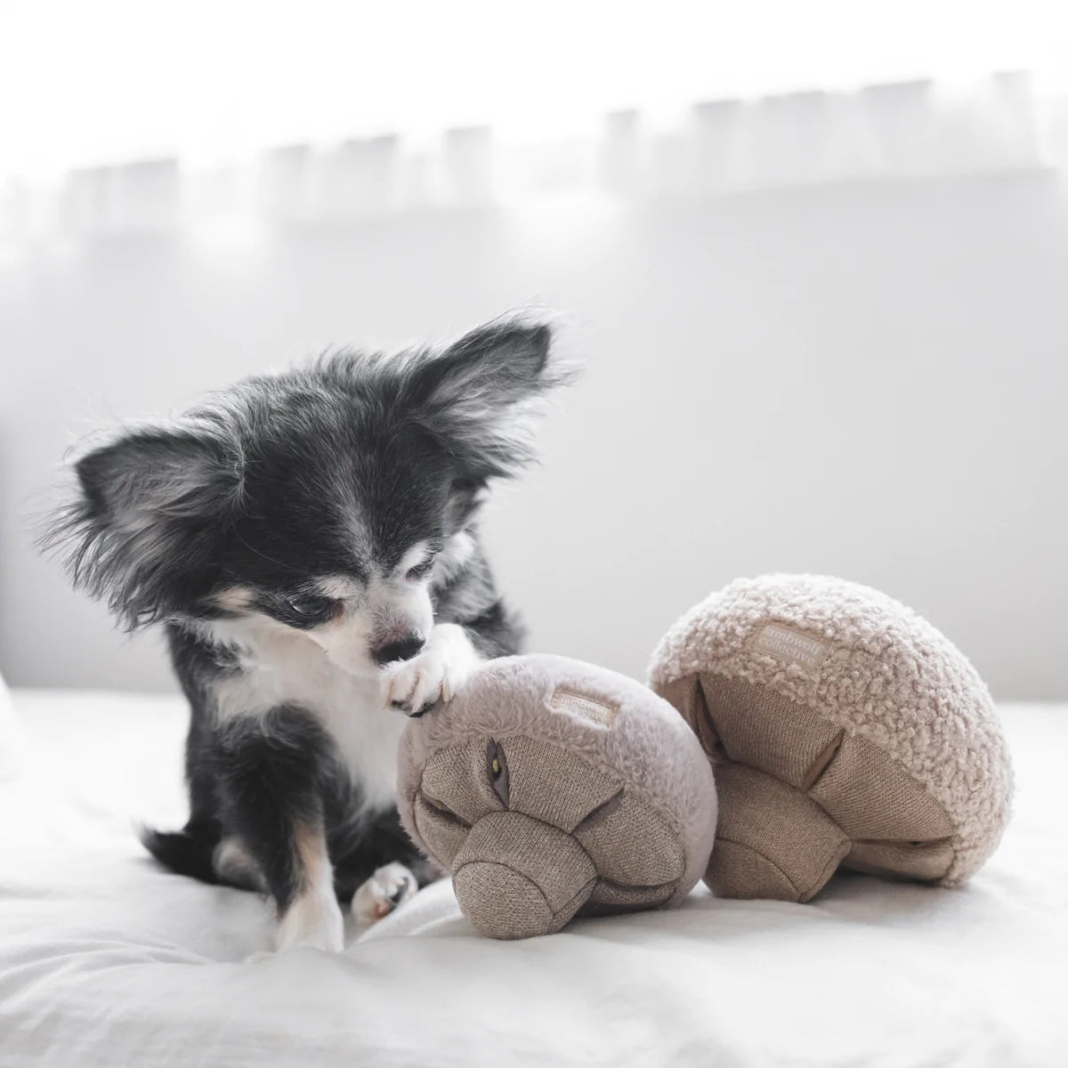 A chihuahua playing with the Lambwolf Collective GUU snuffle mushroom dog enrichment toy