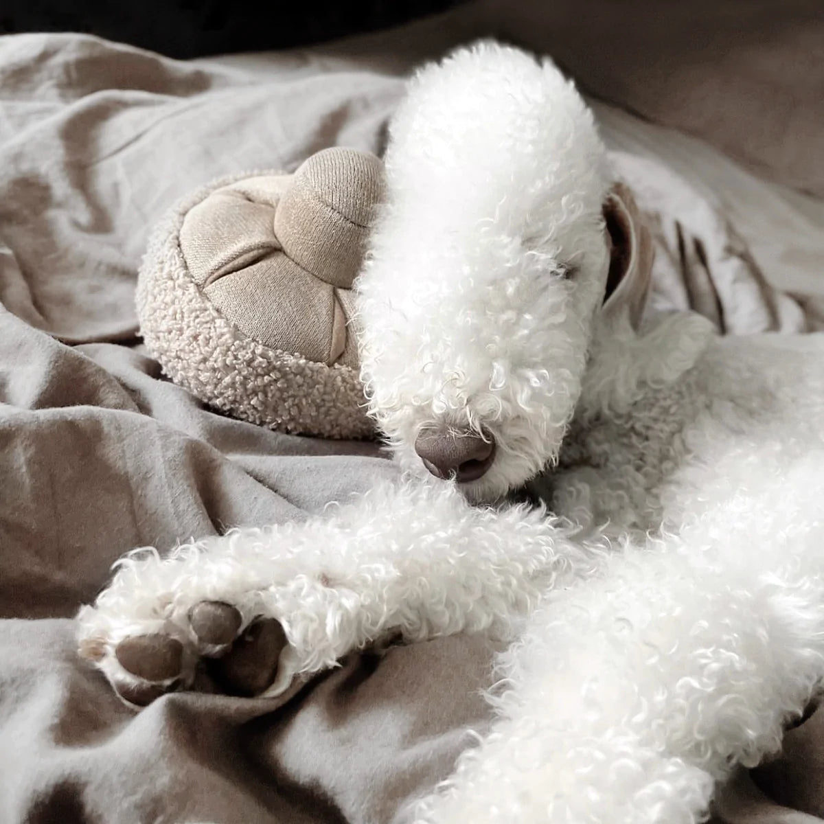 A Wellington terrier resting its head on the GUU snuffle mushroom dog enrichment toy by Lambwolf Collective.