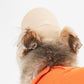 A dog model with a beige sun visor.