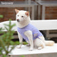 A white Shiba Inu dog in a purple summer suit with bows details sitting on a white bench in an urban park.