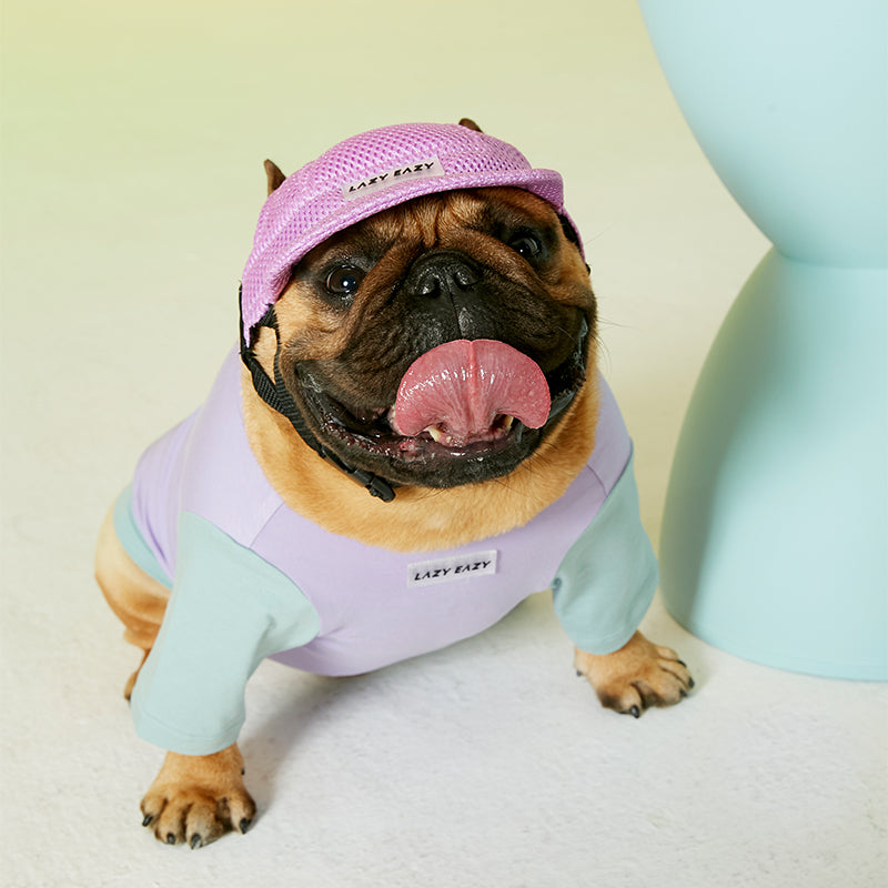 A brown french bulldog dog model in a violet mesh cap.