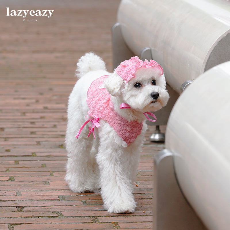 White mini poodle in a pink summer suit with matching headband strolling in a park.