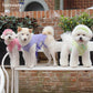 A white mini poodle dog in a pink summer suit with bows details and a matching headband, a white Shiba Inu dog in a purple summer suit with bows details, and a white Bichon dog in a green summer suit with bows details and matching headband standing on a white bench in an urban park.