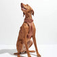Harness - Cocoa