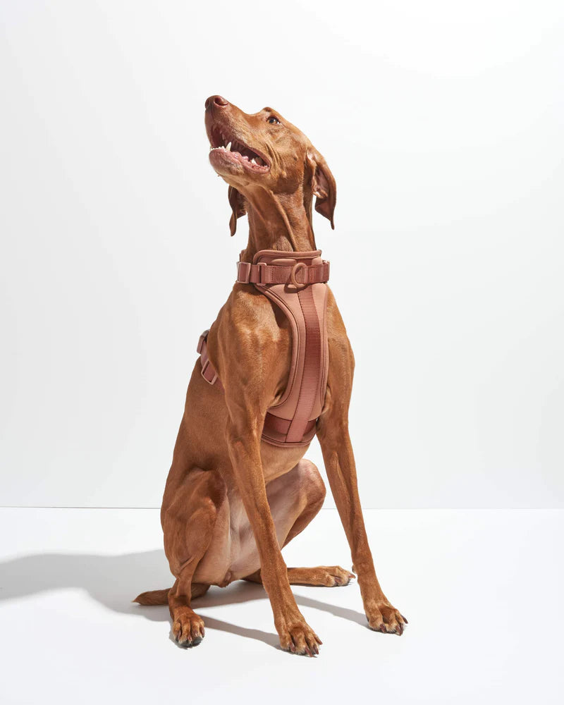Harness - Cocoa