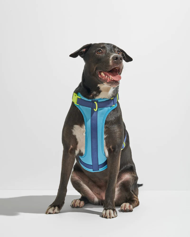 Harness - Hudson Blue