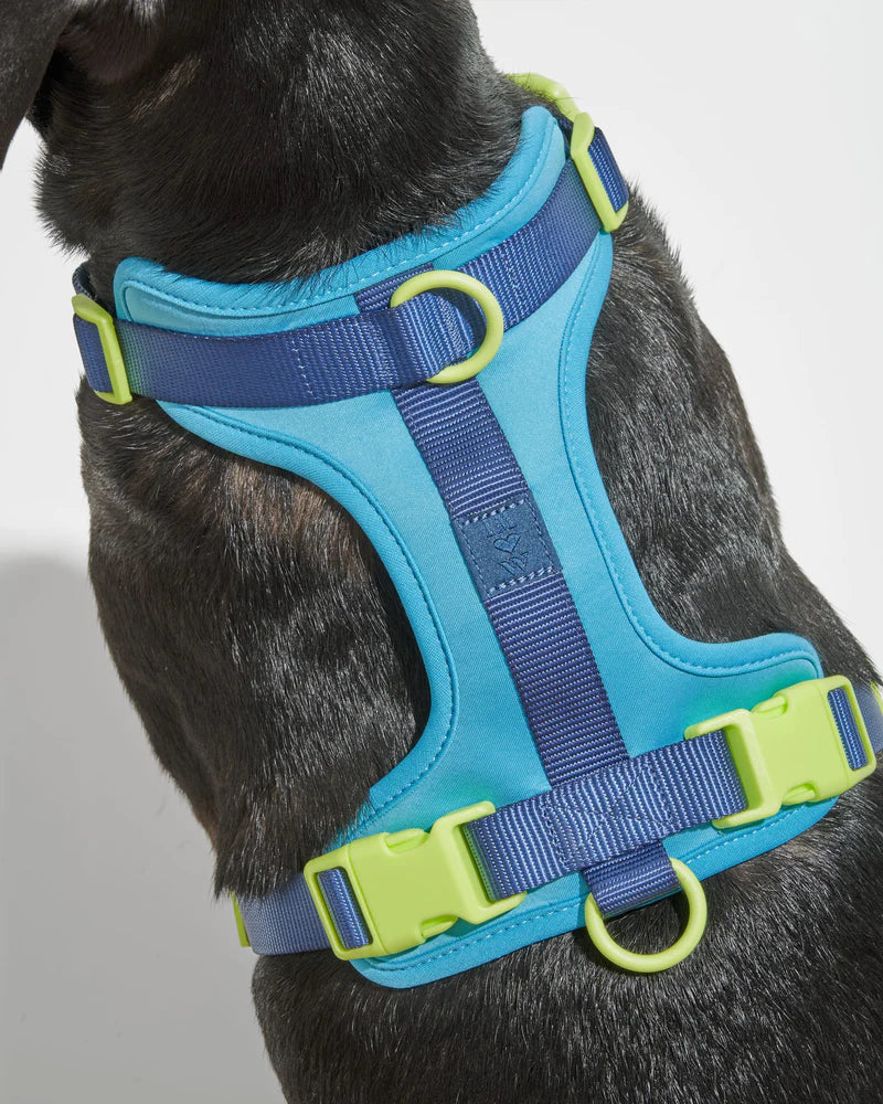 Harness - Hudson Blue