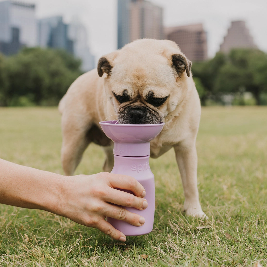 Travel Water Bottle - Mini 15oz