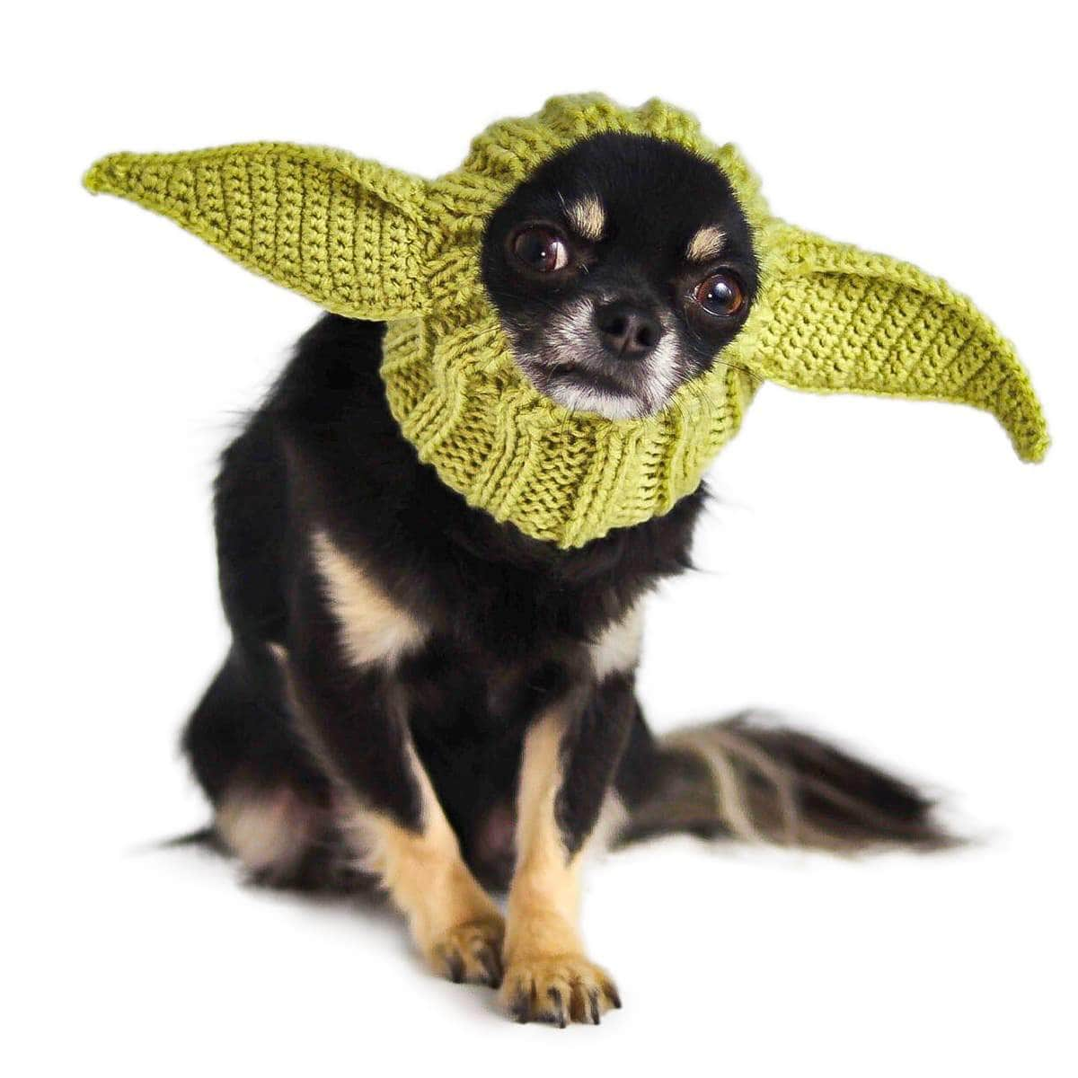 A chihuahua dog in a baby yoda snood dog costume. Star wars dog costume idea.