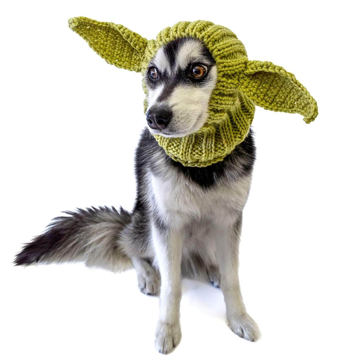 A husky dog wearing a baby yoda snood. Star Wars dog costume ideas.