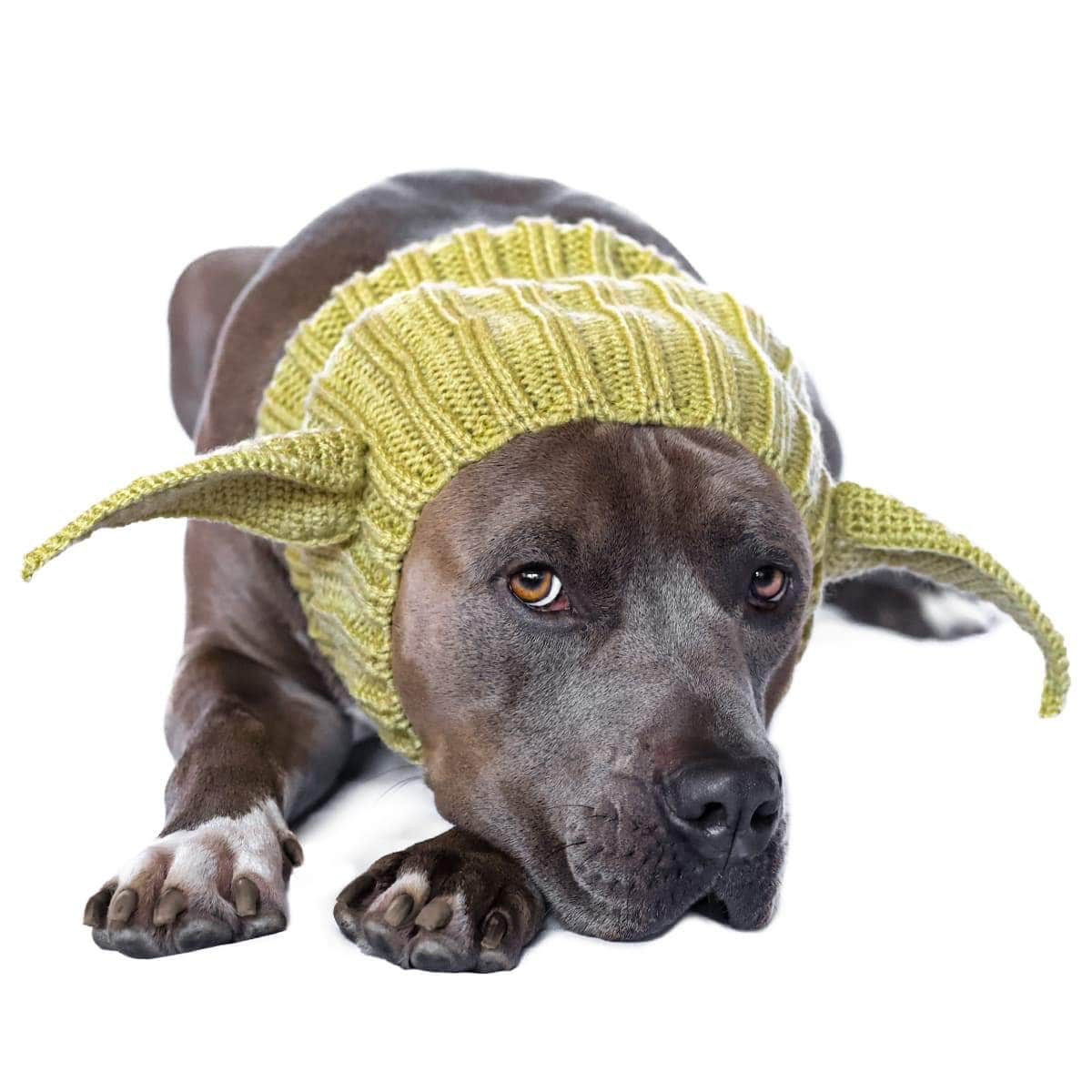 An American pit bull in a baby yoda snood. Star Wars dog costume idea.