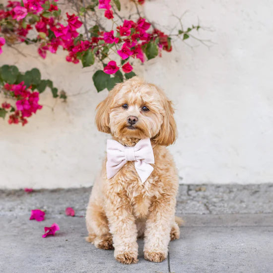 Blush Pink Velvet Lady Bow