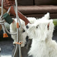 A west highland terrier wearing the all-in-one harness by Boo Oh in grey