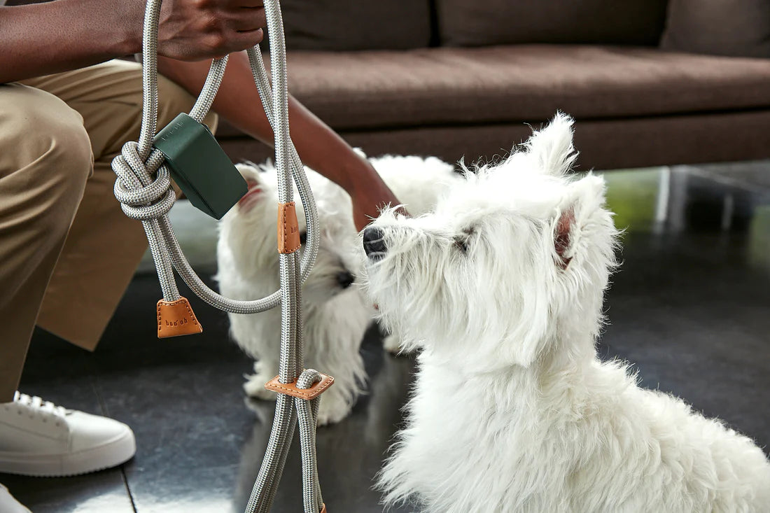 A west highland terrier wearing the all-in-one harness by Boo Oh in grey