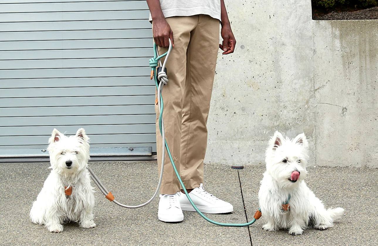 West highland terrier wearing the all-in-one dog harness by Boo Oh