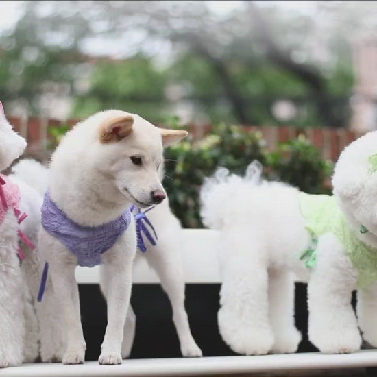 A white mini poodle dog in a pink summer suit with bows details and a matching headband, a white Shiba Inu dog in a purple summer suit with bows details, and a white Bichon dog in a green summer suit with bows details and matching headband playing in an urban park.