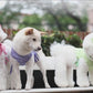 A white mini poodle dog in a pink summer suit with bows details and a matching headband, a white Shiba Inu dog in a purple summer suit with bows details, and a white Bichon dog in a green summer suit with bows details and matching headband playing in an urban park.