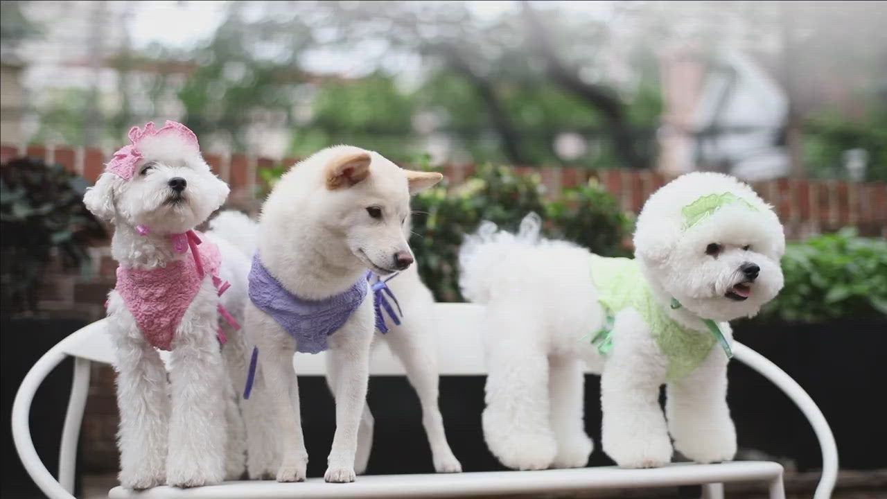 A white mini poodle dog in a pink summer suit with bows details and a matching headband, a white Shiba Inu dog in a purple summer suit with bows details, and a white Bichon dog in a green summer suit with bows details and matching headband playing in an urban park.