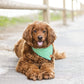 Grass Gingham Bandana