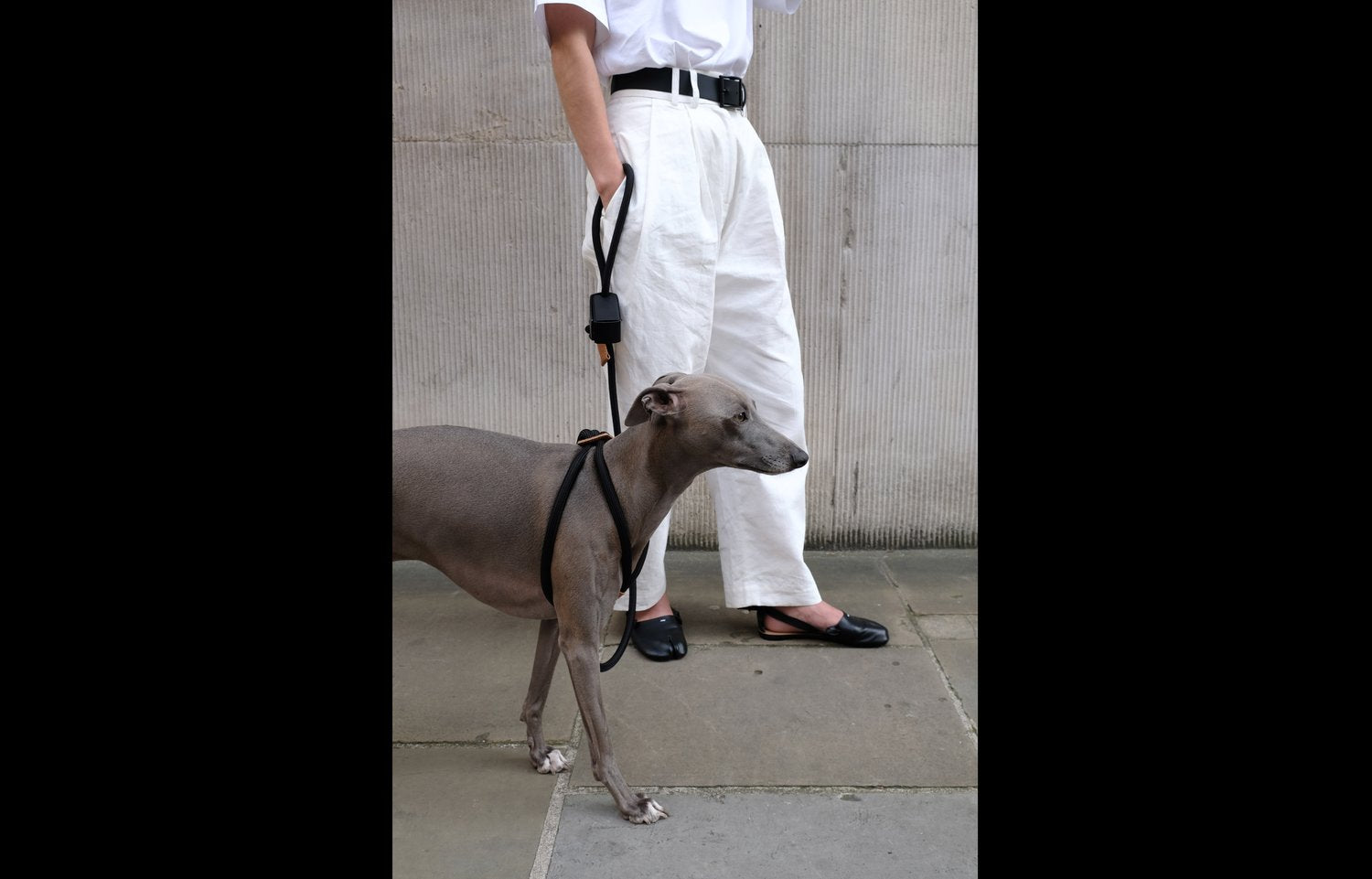 An italian greyhound wearing the all-in-one dog harness by Boo Oh in black.