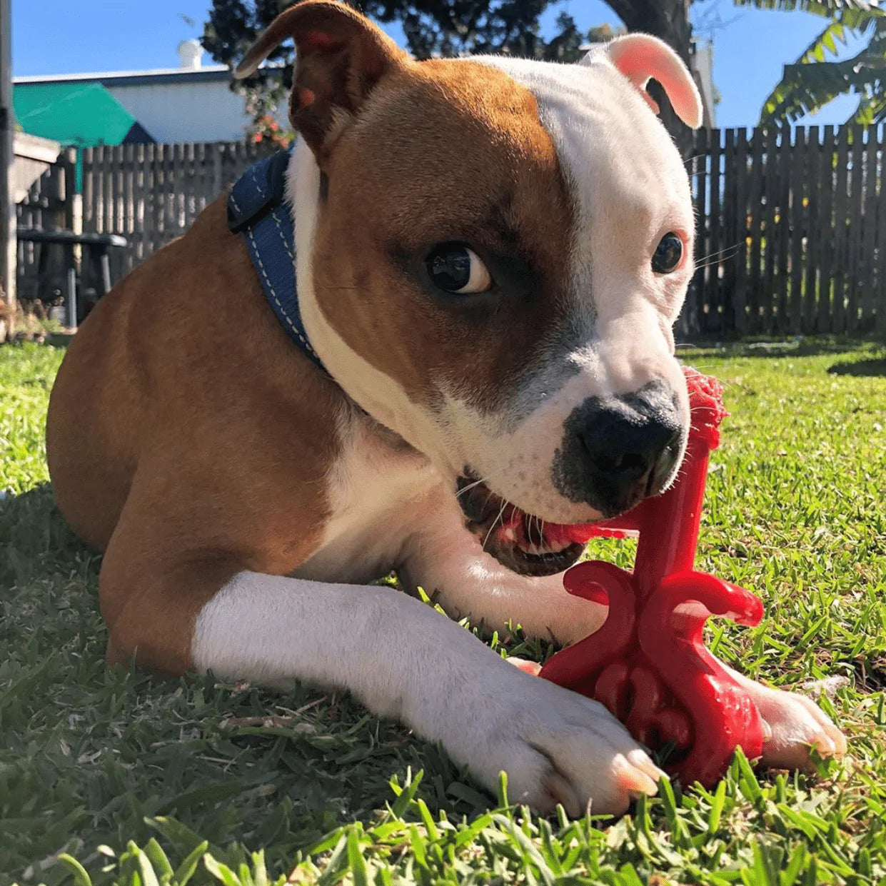 Key to My Heart Ultra Durable Nylon Chew Toy for Aggressive Chewers