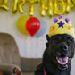 Canine Crown - Party Time Collection