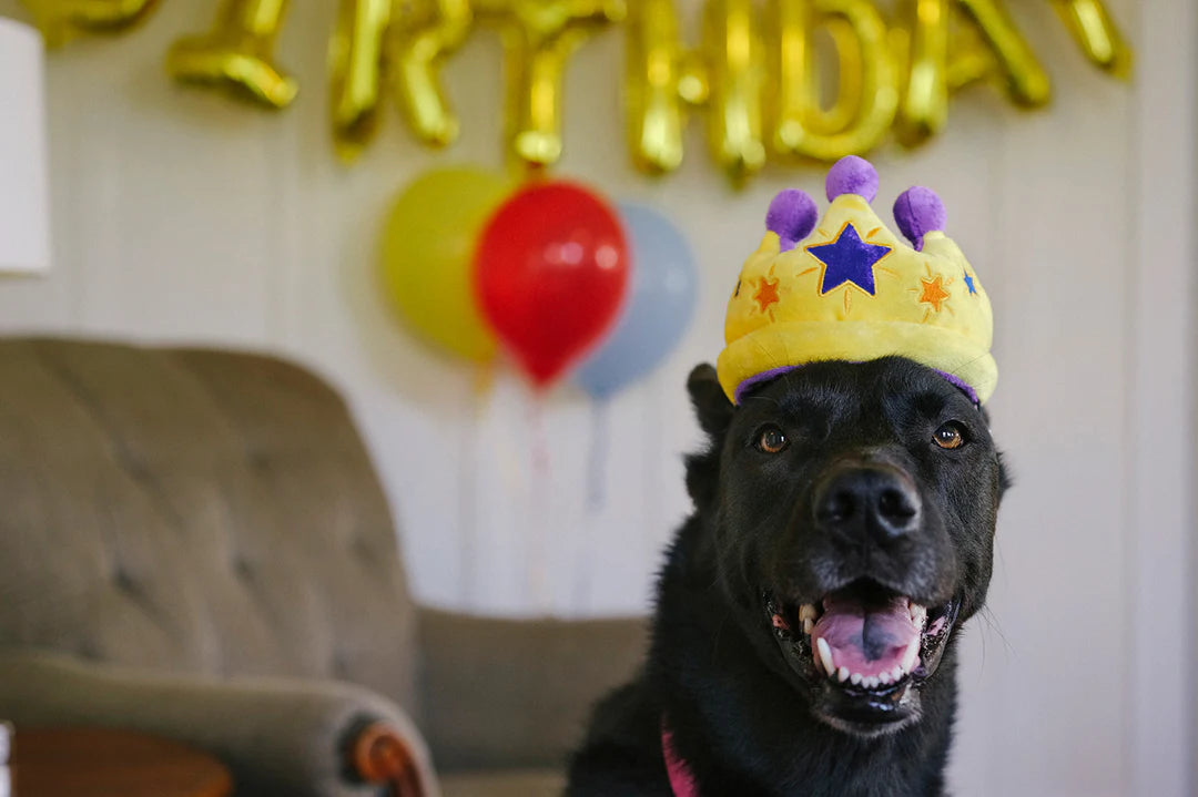 Canine Crown - Party Time Collection